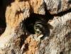 Megachile sp.